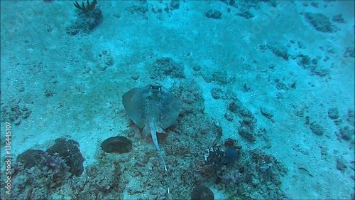 diving