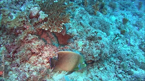 diving