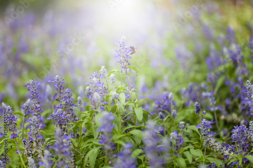 Purple flower field background