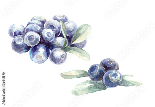 Hand painted watercolor blueberry