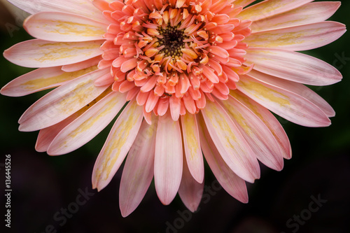 Close up macro Gerbera flower 
