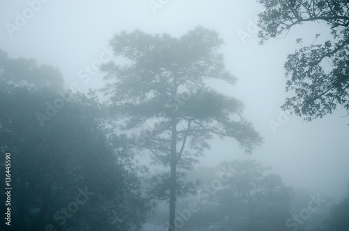 Black Tree with Fog in The Dark Pine Tree Forest.