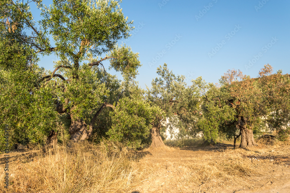 The old olive trees in a Greek village in the summer