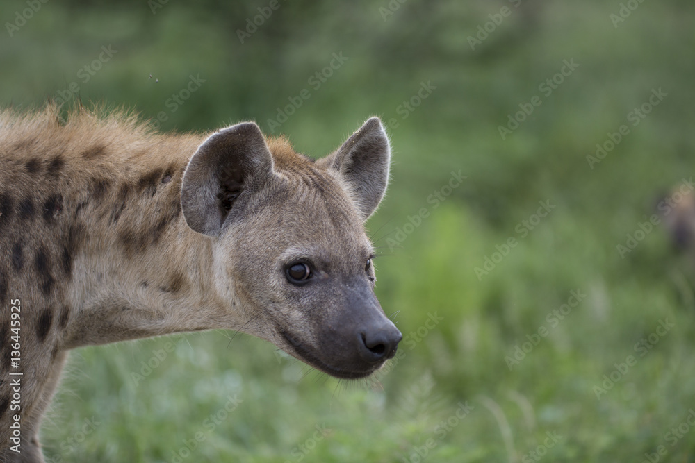 Portrait of free roaming african spotted hyena Portrait of free roaming african spotted hyena