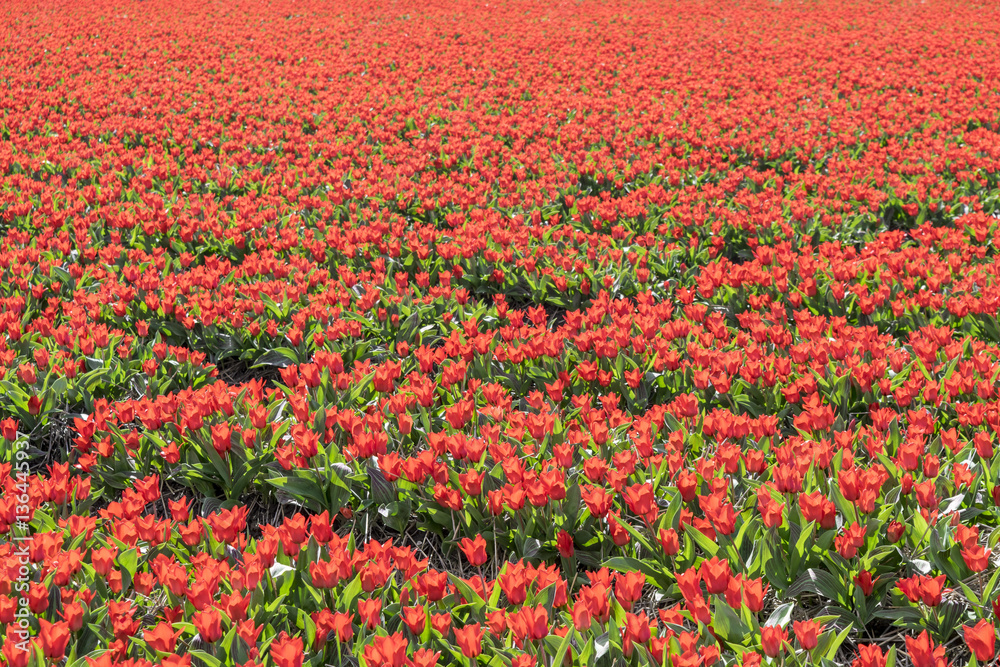 Netherlands. Tulips in Holland. Tulips fields in the Netherlands. Red tulips. Flower carpet. Flower field. Sea of flowers. Plantation of tulips.