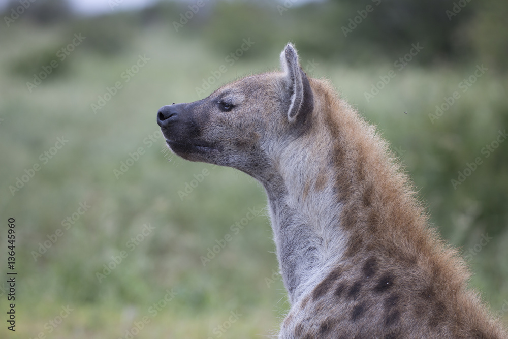 Portrait of free roaming african spotted hyena Portrait of free roaming african spotted hyena
