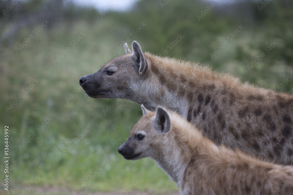 Portrait of free roaming african spotted hyena Portrait of free roaming african spotted hyena