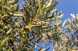 Green olive branch with unripe fruits