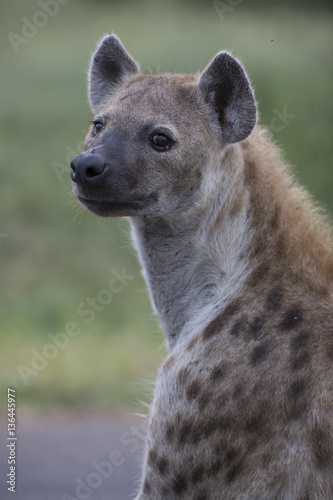 Portrait of free roaming african spotted hyena © Pedro Bigeriego