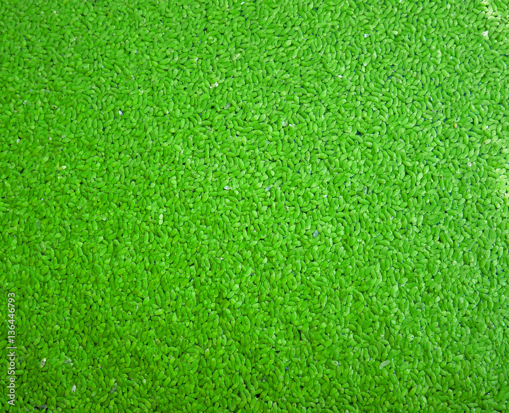 Fototapeta premium Water fern, or mosquito fern texture