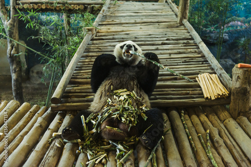 Fototapeta Naklejka Na Ścianę i Meble -  Funny panda eating bamboo in Chiang Mai Zoo