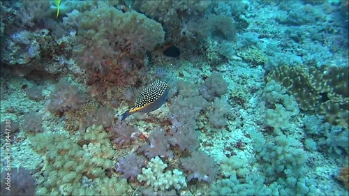 diving