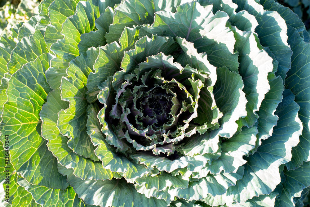 Fototapeta premium Vegetable background. Closeup green cabbage, Fresh big cabbage o