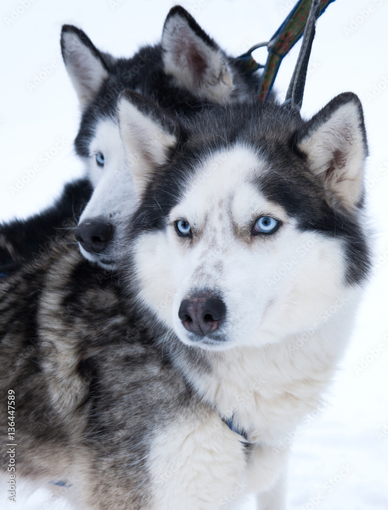 dog Husky in a kennel