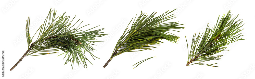 Pine branch or twig isolated - obrazy, fototapety, plakaty 