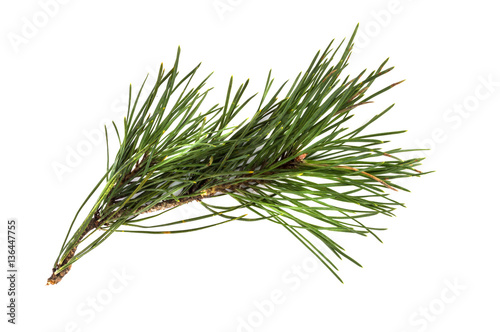 Pine branch or twig isolated