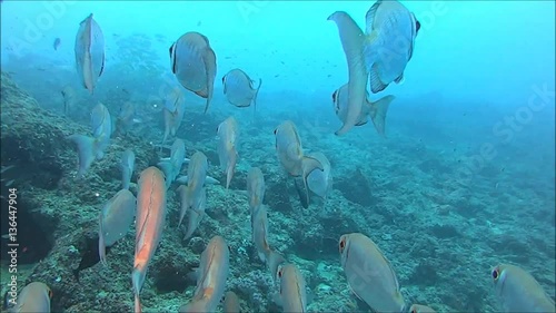 diving