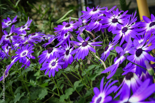 Lovely Purple Flowers In Buxton