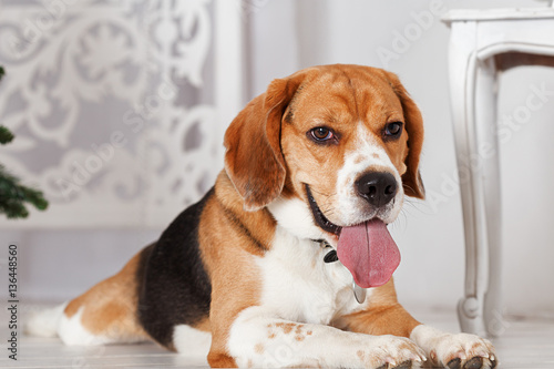 Adorable Beagle on a white background in Studio