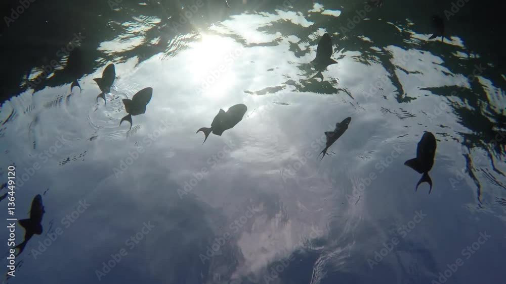 Fische von unten gefilmt