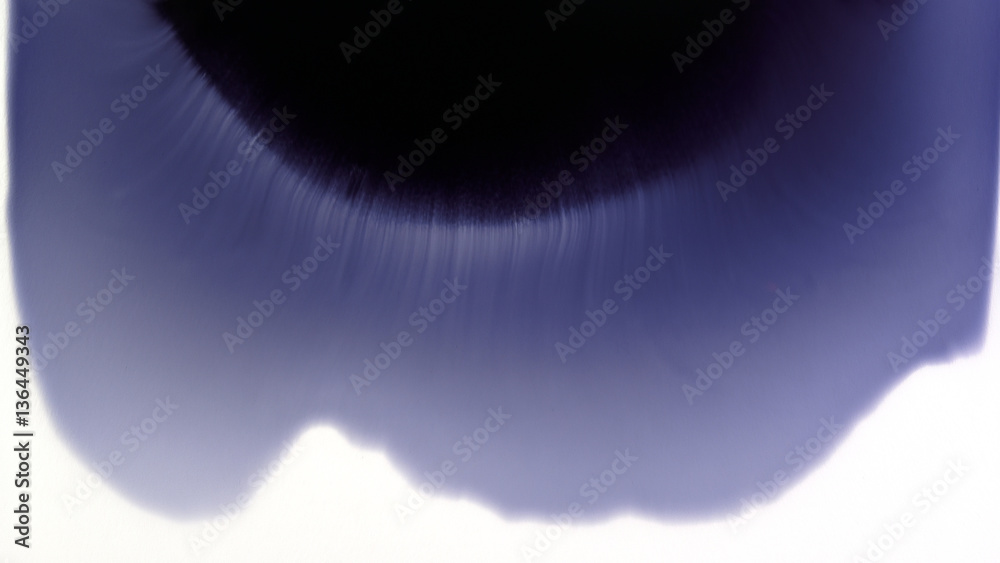 Fototapeta premium Beautiful watercolor ink drops on white paper, paint bleed bloom, with black circle organic flow expanding from top, full frame transition, spreading on clear background. Perfect for motion graphics