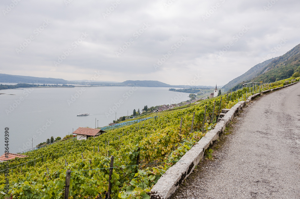 Obraz premium Ligerz, Dorf, Weinberg, Wanderweg, Kirche, See, Bielersee, Seeufer, Seerundfahrt, Herbst, Erntezeit, Herbstwanderung, Twann, Schweiz