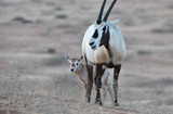 Arabische Oryx 