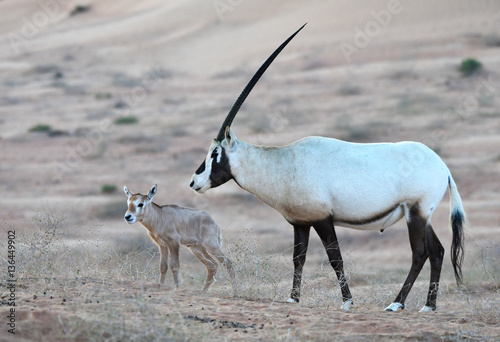 Arabische Oryx  photo