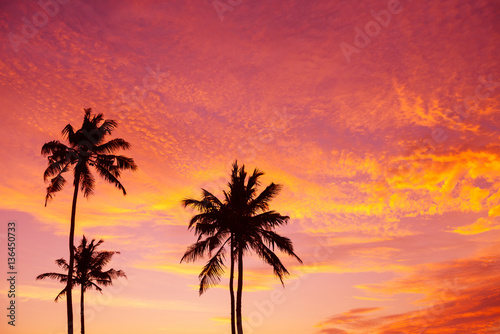 Tropical palm trees silhouettes at sunset