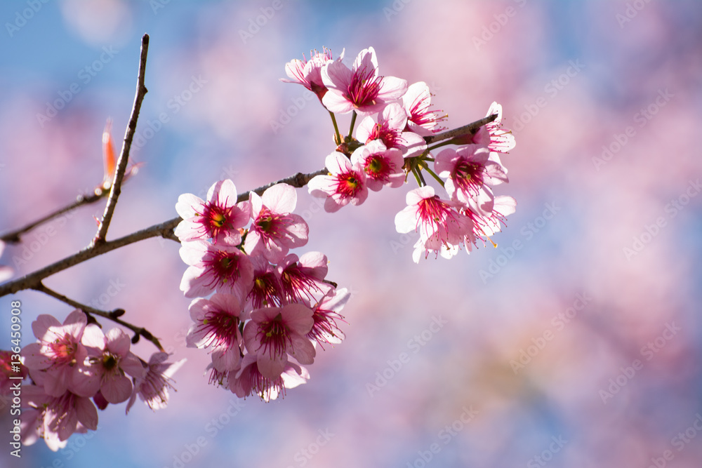 SAKURA , Amazing pink flowers (sky background) SAKURA , Amazing pink flowers (sky background)