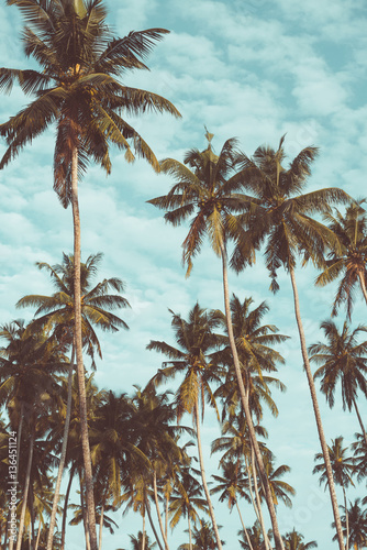 Fototapeta Naklejka Na Ścianę i Meble -  Coconut palm trees on tropical beach vintage nostalgic film color filter stylized and toned