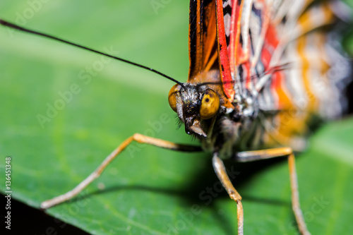 The Leopard Lacewingss Butterfly