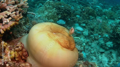 Coral bleaching occurs when water temperatures rise over a longer period.