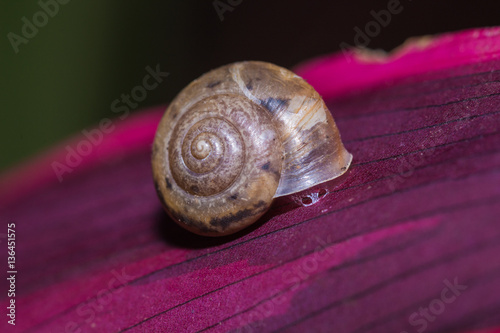 Snail on the purple leaf