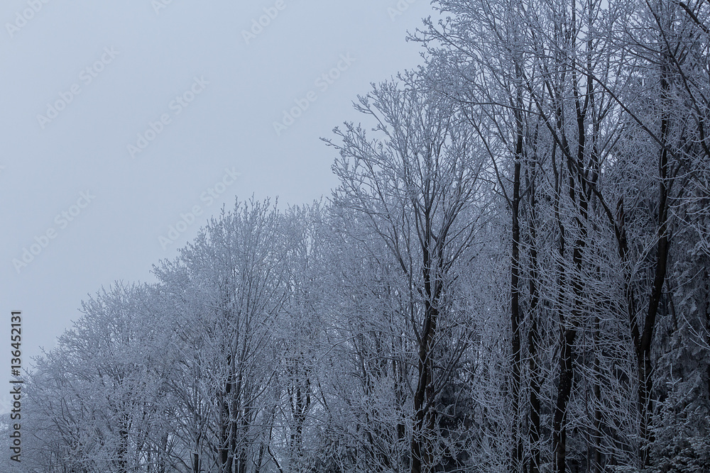 Winter trees in mountains covered with fresh snow Winter trees in mountains covered with fresh snow