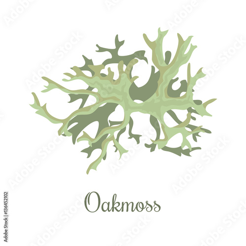 Foto oakmoss or Evernia prunastri. lichen