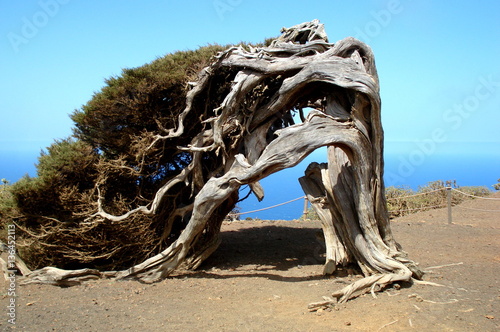 Sabinas en El Hierro