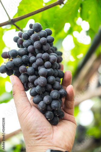 Big bunch of reddish black grape on tree in vineyard