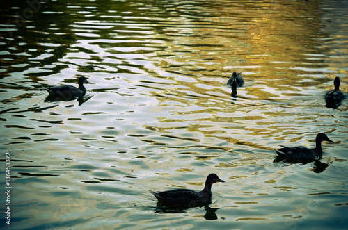 Ducks on an emerald green lake at evening