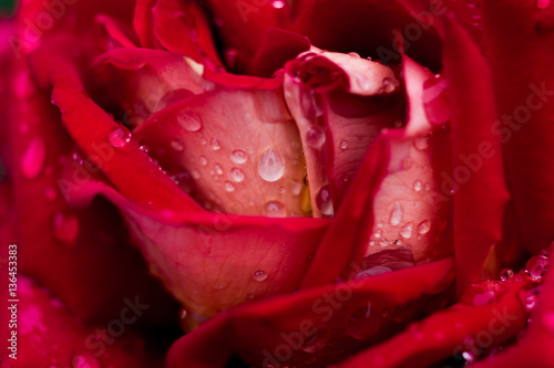 A close up macro shot of a red rose,A red rose bloom by gift,Valentines Day background, wedding day,Valentine Red Rose.Heart shaped,rose in garden,nature concept,spring concept,roses in water drop