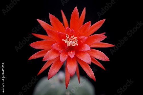 Cactus flower : Matucana madisoniorum in bloom isolated on a black background