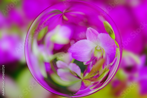 Beautiful Pink Orchids in glass ball effect  with blurred Orchids garden background.