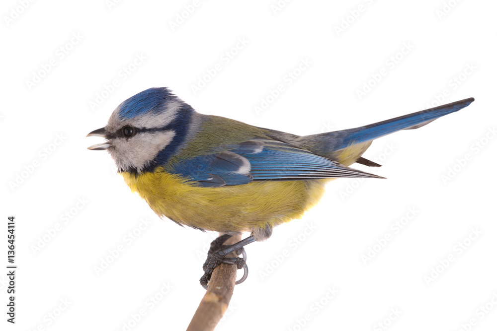 Fototapeta premium Eurasian Blue Tit