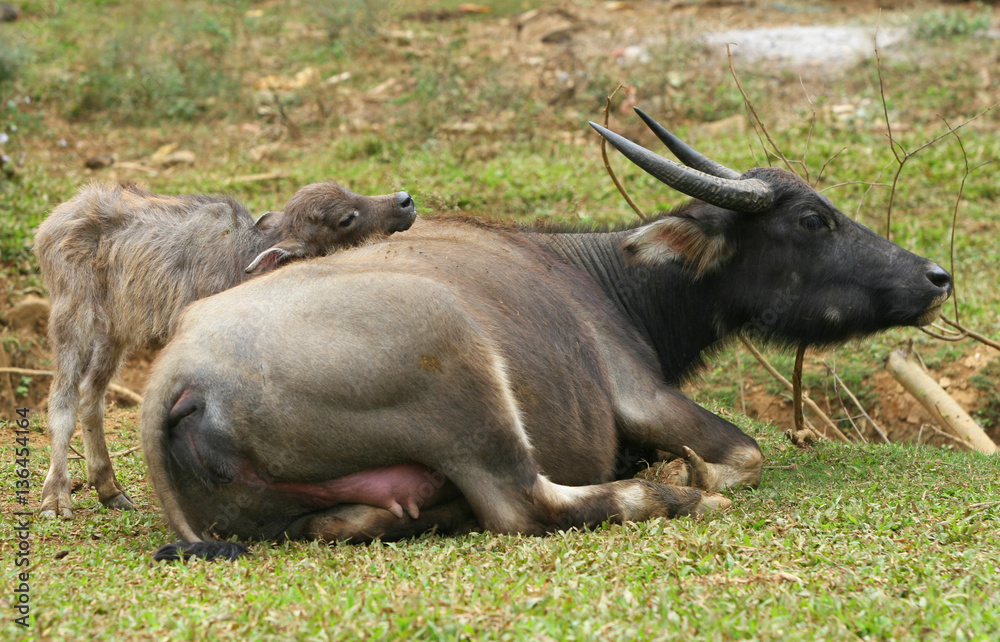 Water buffalo and calf resting with love Water buffalo and calf resting with love