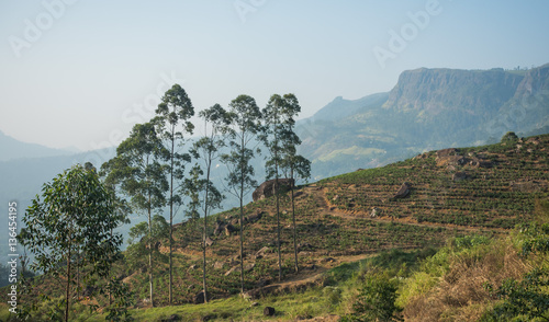 Beautiful fresh green tea plantation in sri lanka