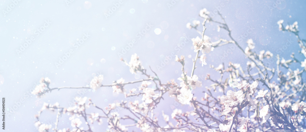 Fototapeta premium Abstract blurred banner of spring cherry tree