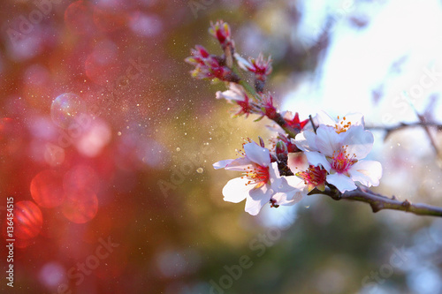 Abstract background of white cherry tree