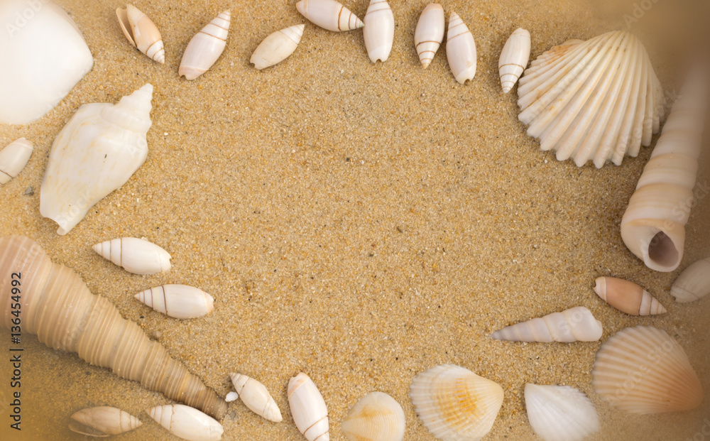 Bright Background with Different Sea Shells