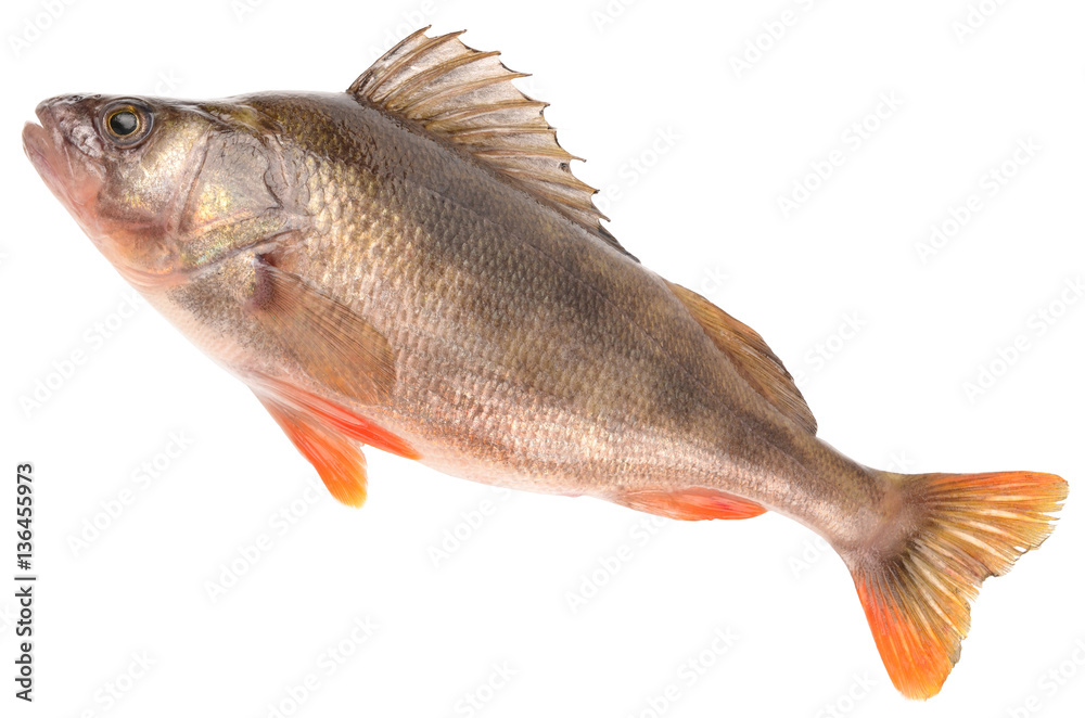 Obraz premium bass fish on white background