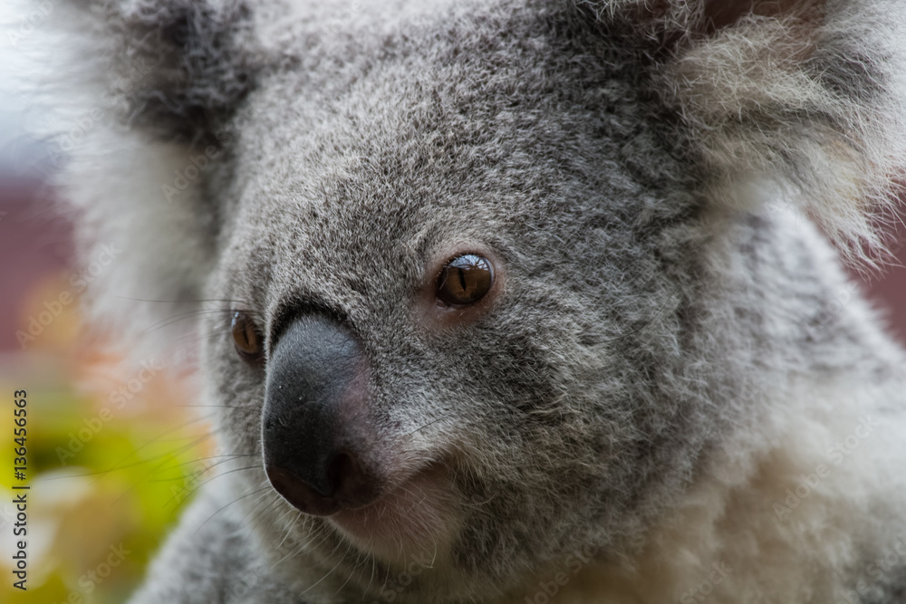 Obraz premium Koala en gros plan